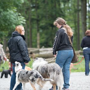 Kurzhaarcollie Treffen in Sulz im Wienerwald